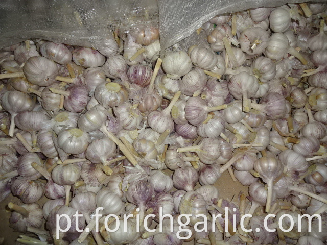 New Garlic 5 0cm